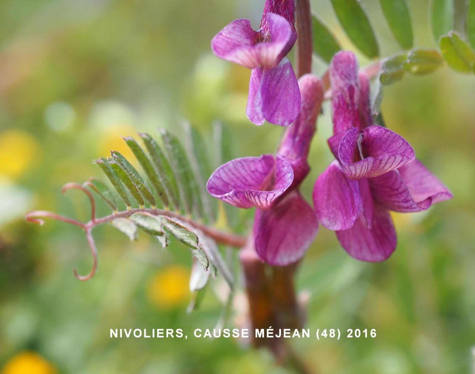 Vetch, (Hungarian)